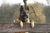 MALINOIS 1103